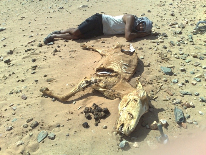 Desert and camel skeleton